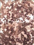 Parasola auricoma image