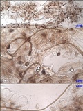 Parasola auricoma image