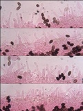 Parasola auricoma image