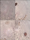 Parasola auricoma image