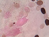 Parasola auricoma image