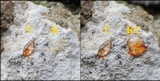 Lecanographa grumulosa image