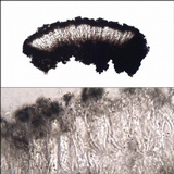 Lecanographa grumulosa image