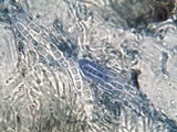 Lecanographa grumulosa image
