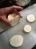 Calbovista subsculpta image