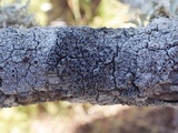 Rinodina oleae image