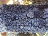 Rinodina oleae image