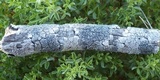Rinodina oleae image