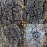 Rinodina oleae image