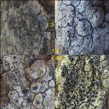 Rinodina oleae image