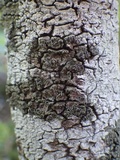 Rinodina oleae image