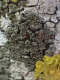 Rinodina oleae image