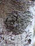 Rinodina oleae image