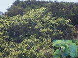 Rinodina oleae image