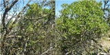 Rinodina oleae image