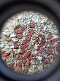 Nectria episphaeria image