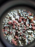 Nectria episphaeria image