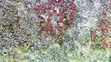 Nectria episphaeria image
