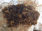 Collema auriforme image