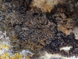 Collema auriforme image