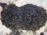 Blennothallia crispa image