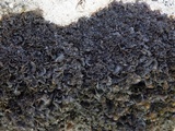 Blennothallia crispa image