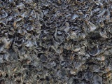 Blennothallia crispa image
