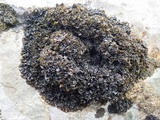 Blennothallia crispa image