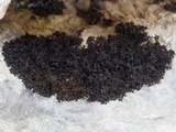 Lathagrium cristatum image