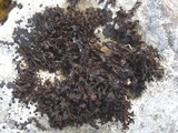 Lathagrium cristatum image