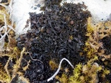 Lathagrium cristatum image