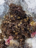 Lathagrium cristatum image