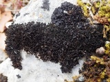 Lathagrium cristatum image