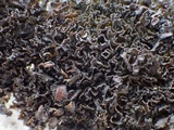 Lathagrium cristatum image