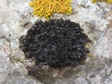 Collema flaccidum image