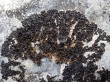 Collema latzelii image
