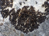 Collema latzelii image