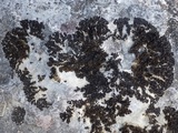 Collema latzelii image