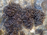 Leptogium schraderi image