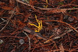 Clavulinopsis laeticolor image