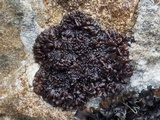 Leptogium plicatile image