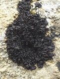 Leptogium plicatile image