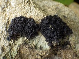 Leptogium plicatile image
