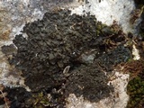 Blennothallia crispa image