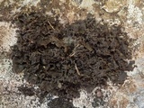 Collema flaccidum image