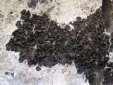 Collema flaccidum image