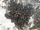 Collema flaccidum image
