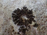 Collema fragile image