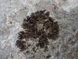 Collema fragile image