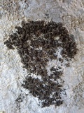 Collema fragile image
